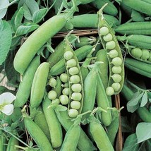 HGBO Early Alaska Peas Heirloom Pea Seed Nongmo Early Alaska Pea Seed 50 Seeds   - $8.72