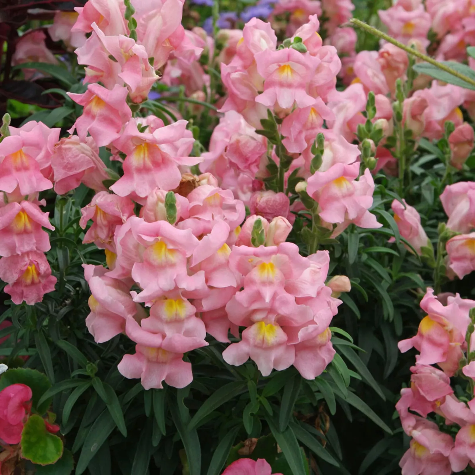 200 Guashi Apple Blossom Snapdragon Flower Seeds Non-GMO - £3.20 GBP