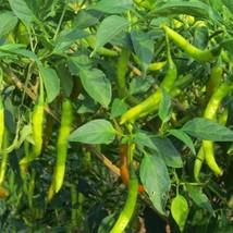 Fresh Seeds USA Seller Pusa Jwala Pepper 10 Seeds - $7.58