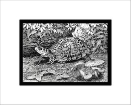 Eastern Box Turtle Pen and Ink Print, Reptile - $24.00