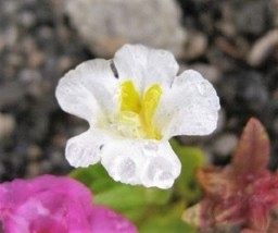 BPA 100 Seeds Twinkle White Monkey Flower Mimulus From USA - £7.90 GBP