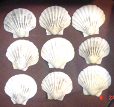 9 Natural FL Calico Scallop Sea Shells  4 T0-4-1/4&quot; W Crafts Collections... - $10.40