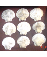 9 Natural FL Calico Scallop Sea Shells  4 T0-4-1/4&quot; W Crafts Collections... - $191.52 MXN