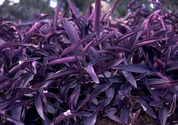 Purple Heart Wandering Jew Tradescantia 2” Pot  - £19.52 GBP