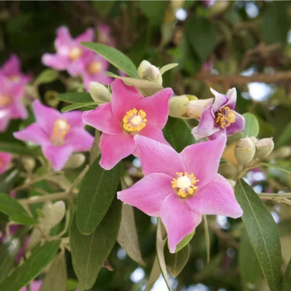 Lagunaria Patersonia, Pyramid Tree, Queensland White Oak 20 Seeds Fresh Garden - £17.17 GBP