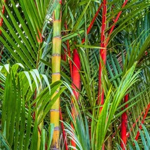 Best Seeds 10 Red Lipstick Palm Sealing Wax Palm Cyrtostachys Renda Tree Housepl - £14.50 GBP