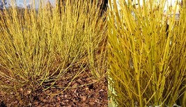 50 Seeds Cornus Stolonifera Var Flava Bulk Wholesale Seeds  Yellow Twig ... - $250.75 MXN
