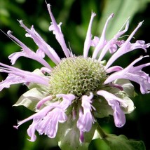 USA Seller Bergamot Seeds Fresh Organic Monarda Fistulosa Seeds, Pink Outdoor Fl - £11.11 GBP