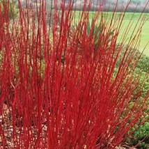 SEPTH 1 Red Twig Dogwood Shurb Cornus sericea Plant Live 12-18in Bare Root - $7.04