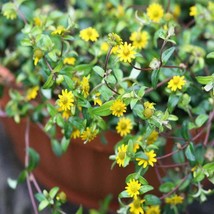 New Fresh Seeds Creeping Zinnia Seeds Sanvitalia Procumbens Ground Cover Seed 40 - $17.98