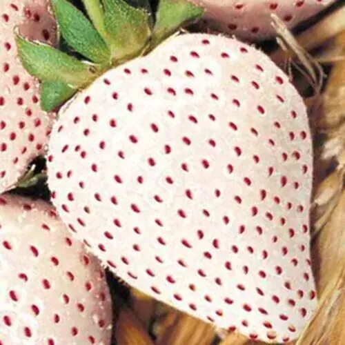 Fresh White Wonder Strawberry 100 Seeds Perennial Containers Heirloom Garden - £8.70 GBP