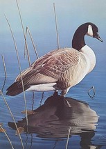 DANIEL SMITH Canada Goose Signed Art Print Lithograph 17x14 Duck Stamp Fowl - £30.54 GBP