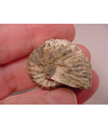 (F-424-W) Ammonite fossil ammonites extinct marine molluscs shell - $14.92 CAD