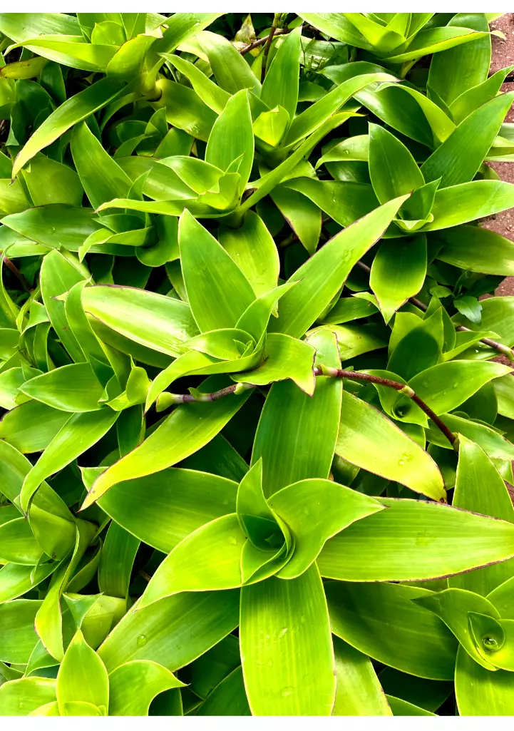 Two Basket plant (Callisia fragrans) Russia Holistic medical plant cutti... - $35.00
