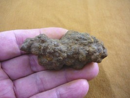 (pp464-39) 2&quot; Genuine Fossil TURTLE POOP Coprolite doo doo Washington DU... - $356.46 MXN