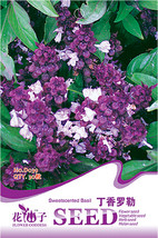 Fragrant Demure Thai Basil With A Licorice Accent Herb Seeds Pack 30 Seeds Organ - $5.46