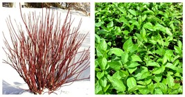 1 Plant CORNUS SERICEA-Red Twig Dogwood Garden - $35.95