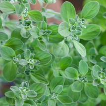 Sweet Marjoram Herb Seeds, Knotted Marjoram, Majorana, NON-GMO, Free Shipping - £1.30 GBP+
