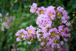 Lagerstroemia Fauriei Crape Myrtle Muskogee 50 Seeds Fresh Seeds Gardening USA - $15.95