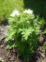 500 Seeds White Anise Pimpinella Anisum  Flower  - $8.67