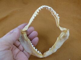 sj470-195-9) 5-1/8" Tiger SHARK jaw sharks jaws teeth taxidermy educational - $36.99