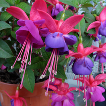 Purple Double Petals Fuchsia Bonsai Potted Flower - 100 Seeds - $6.88