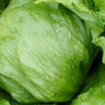 15 Iceberg Lettuce Seeds Fresh Garden USA Shipping - $11.25