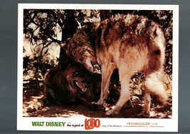 THE LEGEND OF LOBO-WALT DISNEY-VF/NM-LOBBY CARD-FAMILY-ACTION-ANIMAL-196... - £15.79 GBP