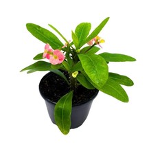 Crown of Thorns in a 5 inch Pot Flowering Euphorbia Milii - £14.52 GBP