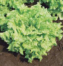 RAFHSTORE Lettuce Leaf Simpson Bs Heirloom 25 Seeds Delicious Crisp Greens US SE - £6.88 GBP