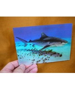 (POST-7) Lenticular 3D Postcard TIGER shark swimming in deep blue ocean ... - £7.46 GBP