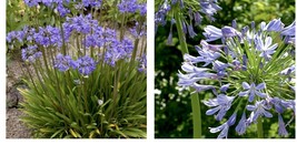 Blue Lavender Lily perennial Lily of the Nile Agapanthus Pot 3” Small 6+... - $24.99