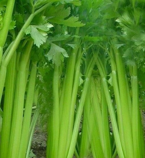 1000 VEGETABLE SEED TALL UTAH CELERY For Garden - $96.69 MXN