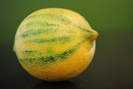 Florida only! Pink Variegated Lemon Tree Citrus nursery pot 1 Year 1-2 FT - £103.89 GBP