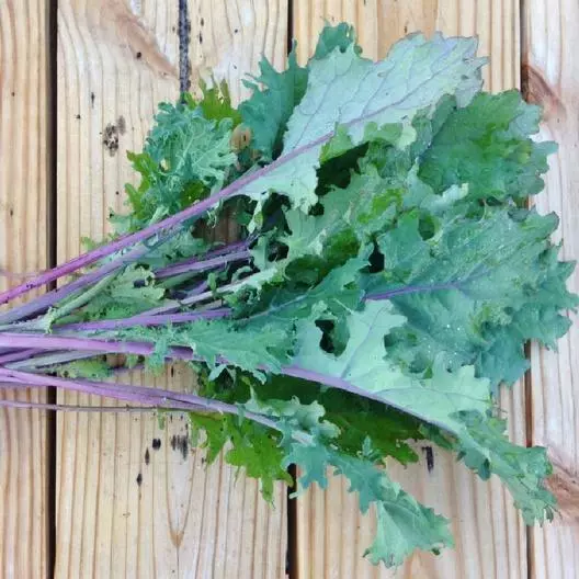 1000 Red Russian Kale Seeds Brassica Napus - $5.99