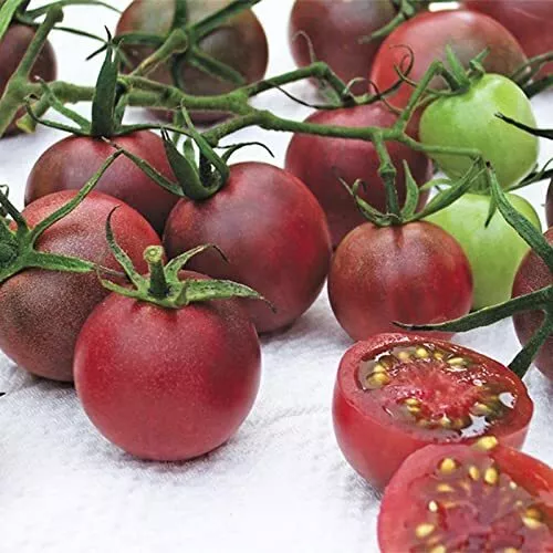 Chocolate Cherry Tomato Seeds (40+ Seeds) Non GMO Vegetable Fruit Herb Flowe - £11.65 GBP