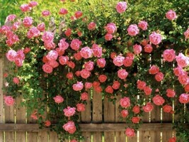 5 Pink Climbing Rose Rosa Bush Vine Climber   - £13.98 GBP