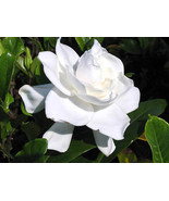 3 Live Rooted Starter Plants 3 Inch Gardenia Bush White Flower Cape Jasm... - $1,031.54 MXN