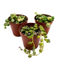 BubbleBlooms Variegated String of Pearls Set of 3 in 2 inch pots Tiny Mi... - $41.86