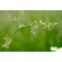 Pure Herbs: Sheep Sorrel - 1 oz. (Natural Herbal Extracts) image 3