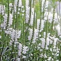 40 White Obedient Plant False Dragon Seeds Flower Perennial - £14.30 GBP