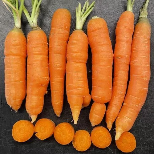 1000+ Fresh Mokum Carrot Seeds for Garden Planting  - €2,60 EUR