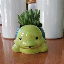 Turtle Planter &amp; Live Succulent, 5&quot; Blue Green Ceramic Tortoise Pot, Sed... - £15.95 GBP