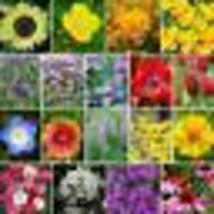 500+ Seeds Wildflower Mix THE BEES KNEES Heirloom 18 Species Pollinators Non-GMO - £9.59 GBP