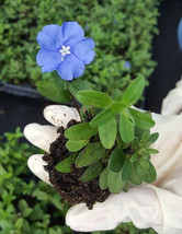 Blue Daisy Aster Live Plants~Wild Perennnial Blue Flowers - £30.16 GBP