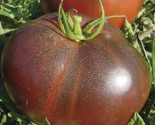 Black Brandywine Tomato Seeds 50 Indeterminate Vegetable Garden Fast Shi... - $8.99
