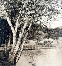 Bath Summer Birch Shore Landscape Maine 1924 Gravure Print New England D... - £25.95 GBP