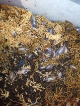 Porcellio laevis Milkback 50+ Isopods. Free Shipping. - $42.06
