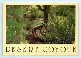 Desert Coyote Postcard - $7.00