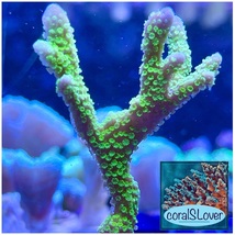 Green Montipora Digitata - £28.73 GBP+